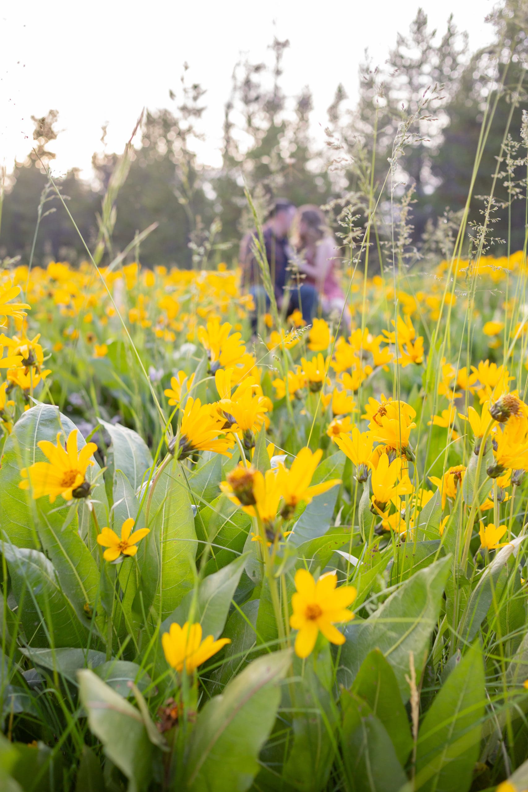 wildflowers 