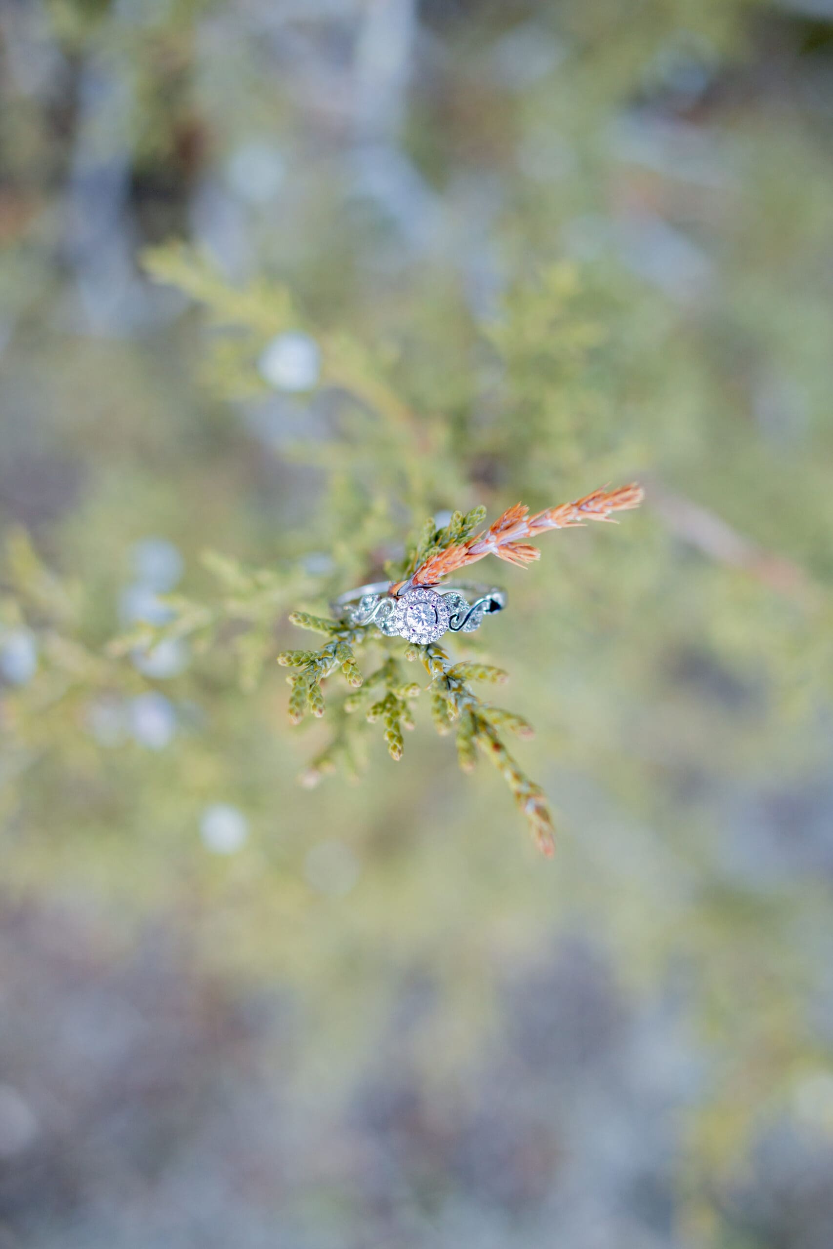 enggement-ring-on-cedar-tree