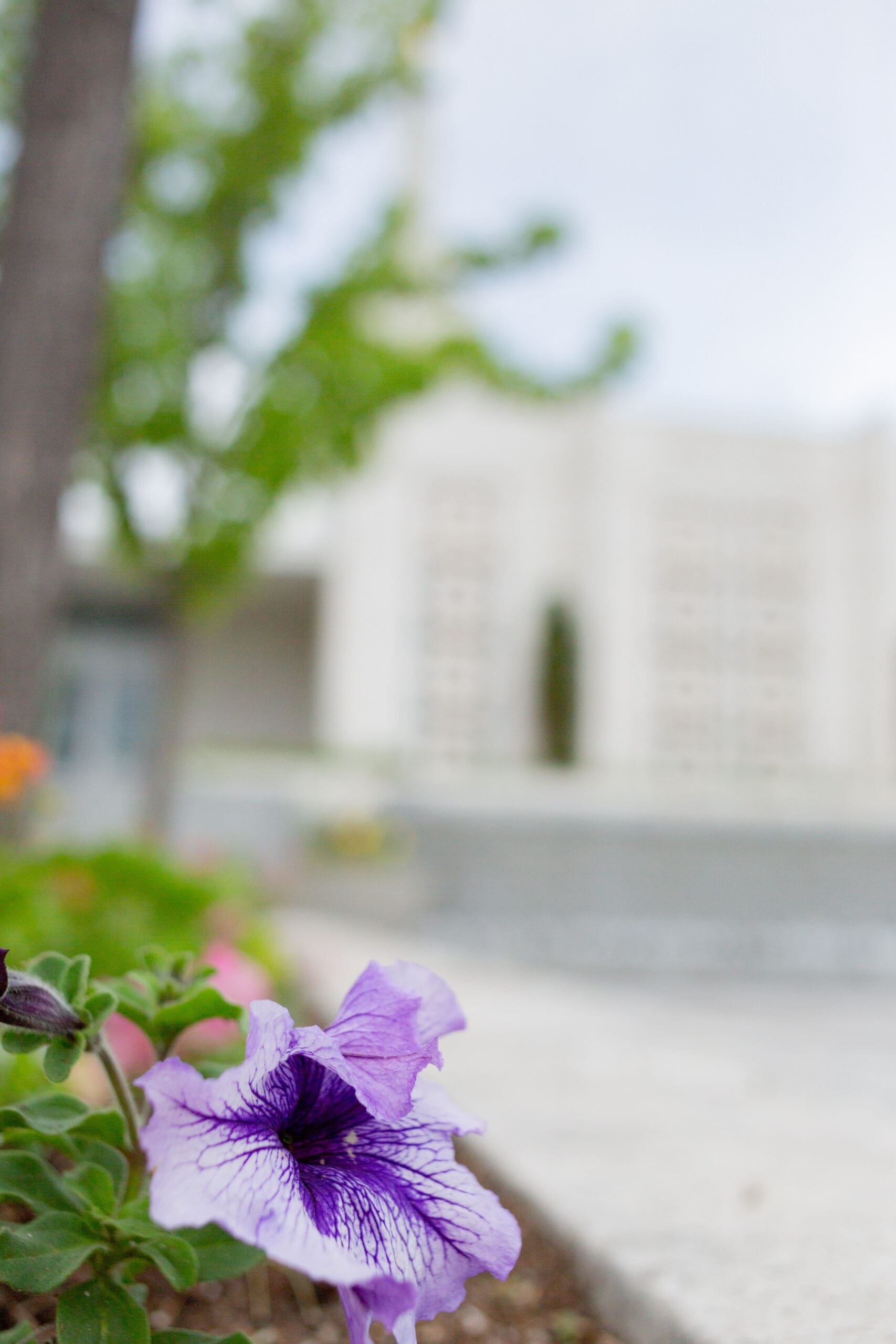 idaho-summer-temple-wedding