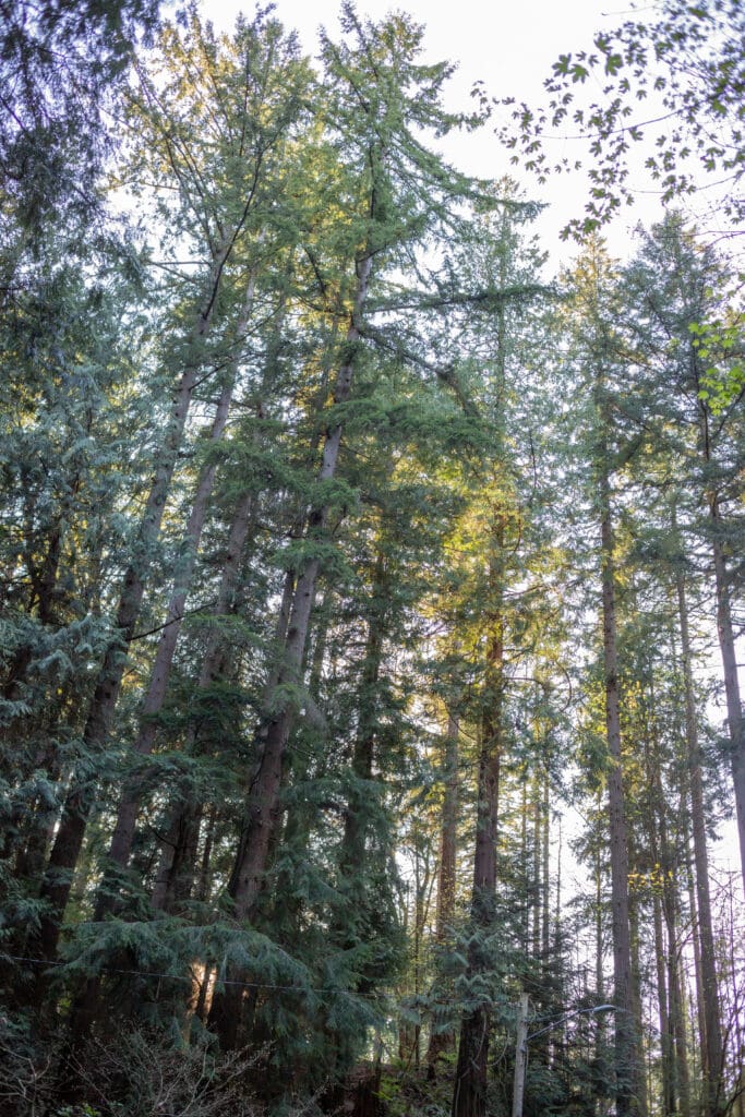 seattle-engagement-session-at-forest-park-in-everett