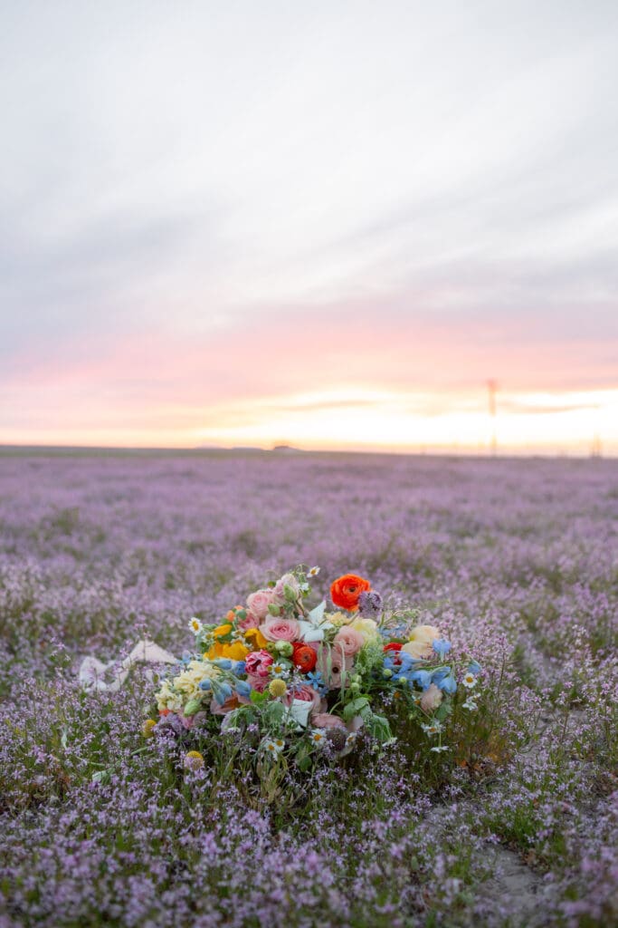 wildflower-field-photos